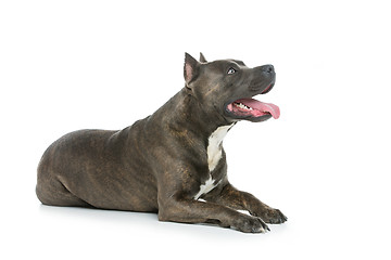 Image showing Beautiful amstaff dog