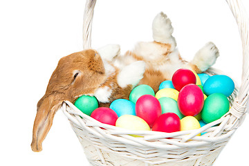 Image showing Beautiful domestic rabbit in basket with eggs