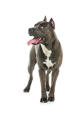 Image showing Beautiful amstaff dog