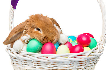 Image showing Beautiful domestic rabbit in basket with eggs