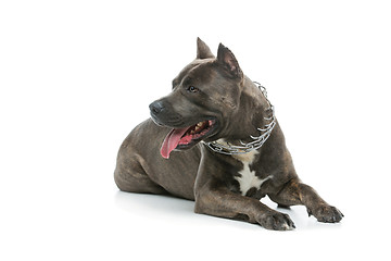 Image showing Beautiful amstaff dog