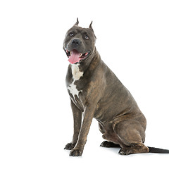 Image showing Beautiful amstaff dog