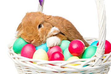 Image showing Beautiful domestic rabbit in basket with eggs