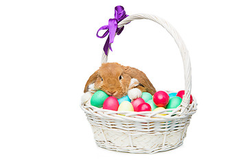 Image showing Beautiful domestic rabbit in basket with eggs