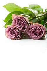 Image showing Beautiful tea rose flowers