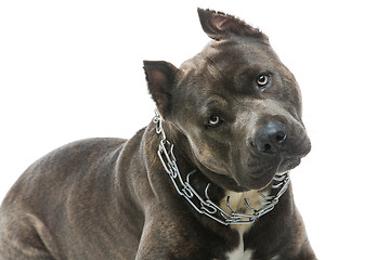 Image showing Beautiful amstaff dog