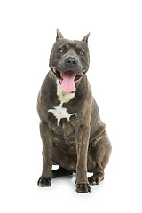 Image showing Beautiful amstaff dog