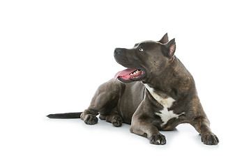 Image showing Beautiful amstaff dog