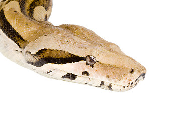 Image showing Head of a Boa