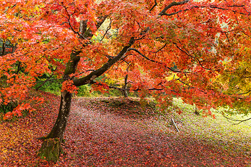 Image showing Maple tree