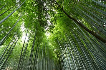 Image showing Bamboo forest