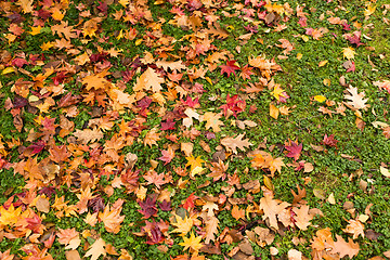 Image showing Maple leaves on the ground