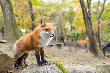 Image showing Cute Fox