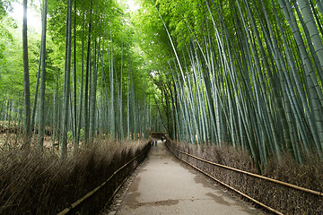 Image showing Arashiyama