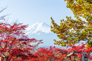 Image showing Mountain Fuji and maple tree