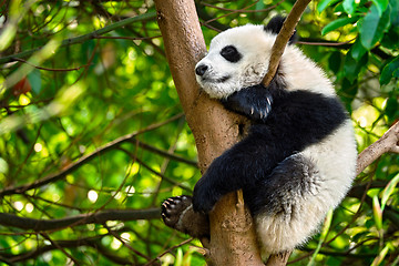 Image showing Giant panda bear in China