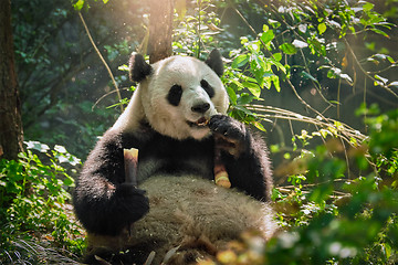 Image showing Giant panda bear in China