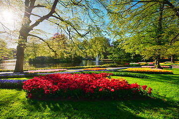 Image showing Keukenhof flower garden. Lisse, the Netherlands.