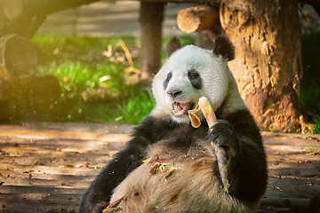 Image showing Giant panda bear in China