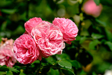 Image showing Flowers in the city Bern