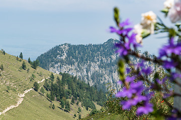 Image showing Flowers on Kampenwand