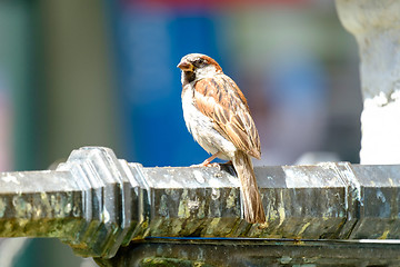 Image showing Bird in the city Bern