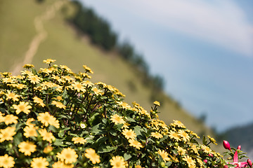 Image showing Flowers on Kampenwand