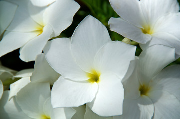 Image showing Close up of bouquet white frangipani flowers