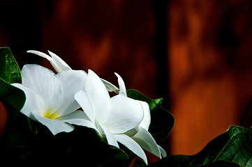 Image showing Close up of white frangipani spa flowers