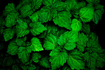 Image showing dark detailed wet patchouli plant