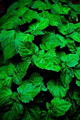 Image showing high contrast wet patchouli plant