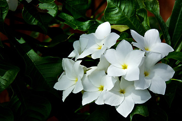 Image showing outdoor bouquet of white frangipani spa flowers