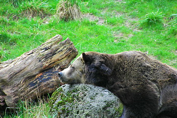 Image showing Bear sleeping on rock outdoors.