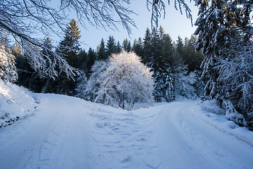 Image showing winter road