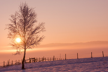 Image showing winter landscape scenic  with lonely tree