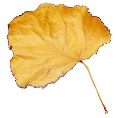 Image showing Yellow dry leaf isolated on white background.