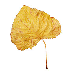 Image showing Yellow dry leaf isolated on white background.