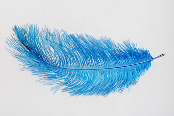 Image showing Blue feather isolated on a white background.