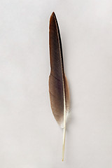 Image showing Brown feather isolated on a white background.