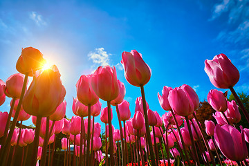 Image showing Blooming tulips against blue sky low vantage point