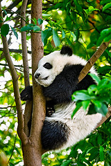 Image showing Giant panda bear in China