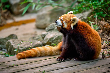 Image showing Red panda (lesser panda)