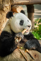 Image showing Giant panda bear in China