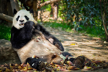 Image showing Giant panda bear in China