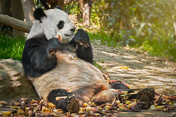 Image showing Giant panda bear in China