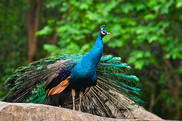 Image showing Peacock in forest