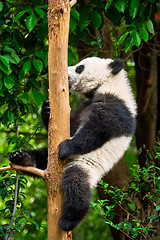 Image showing Giant panda bear in China