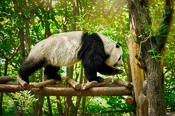 Image showing Giant panda bear in China