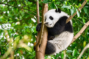 Image showing Giant panda bear in China