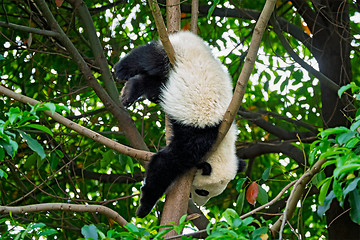 Image showing Giant panda bear in China